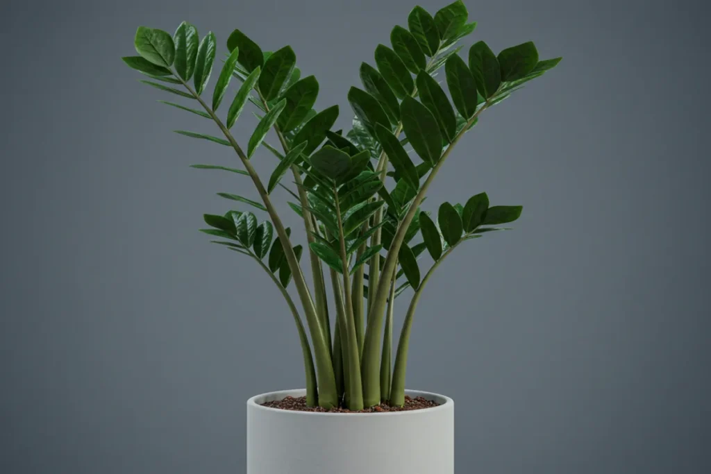 como cultivar zamioculca