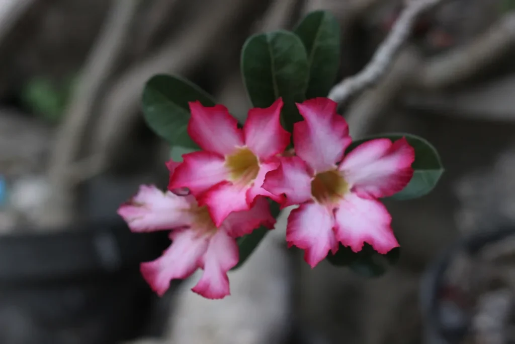 como-fazer-sua-rosa-do-deserto-florescer
