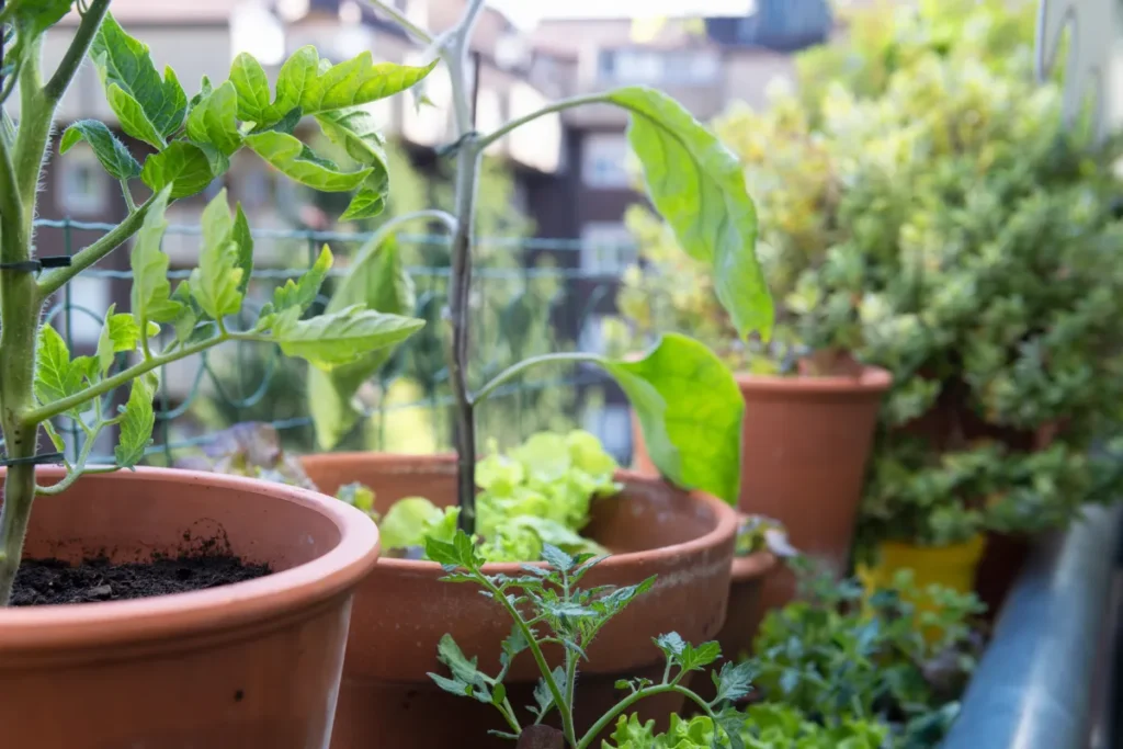 horta de temperos