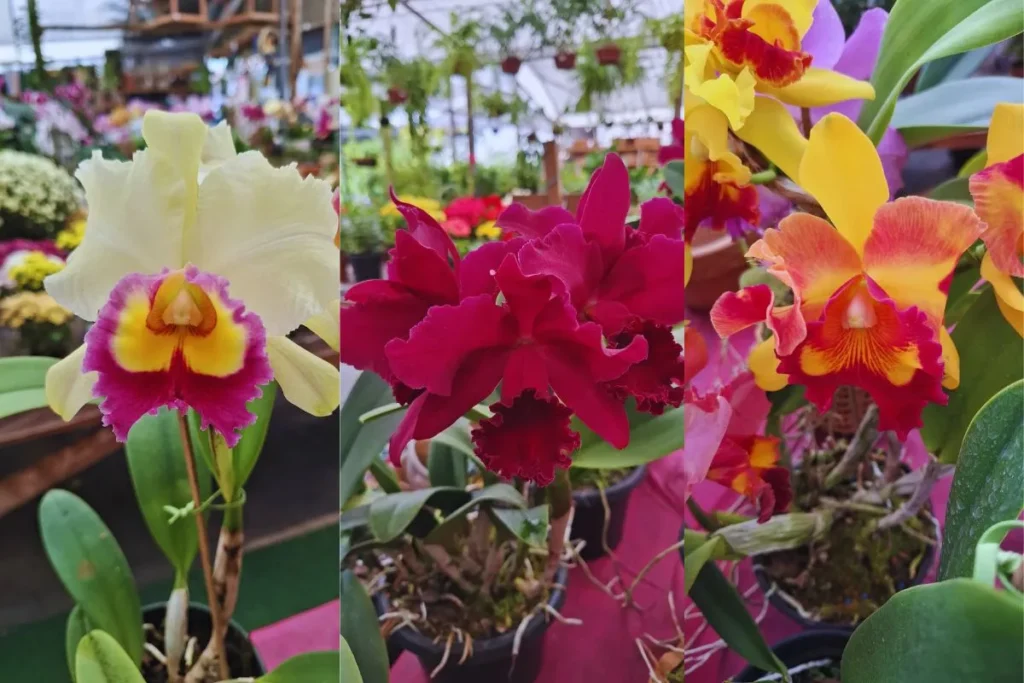 replantio de orquídea