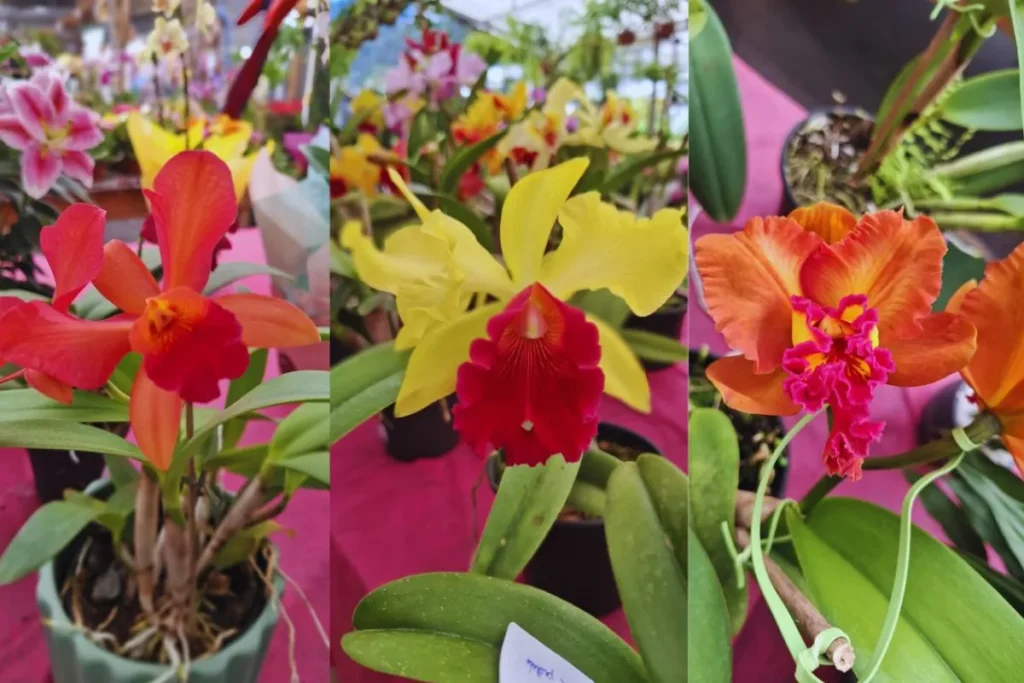 replantio de orquídea