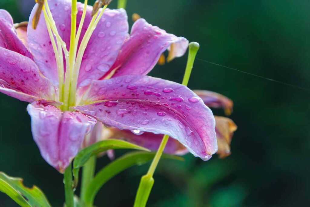 Como Cultivar Lírio Roxo