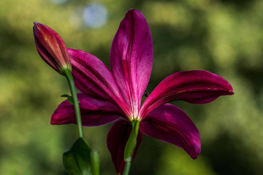 Como Cultivar Lírio Roxo