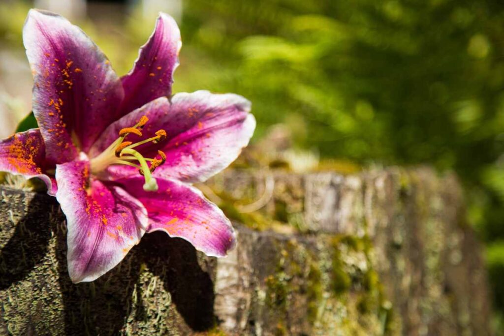 Como Cultivar Lírio Roxo