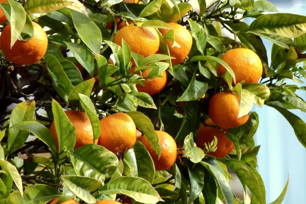 Como Cultivar Ponkan