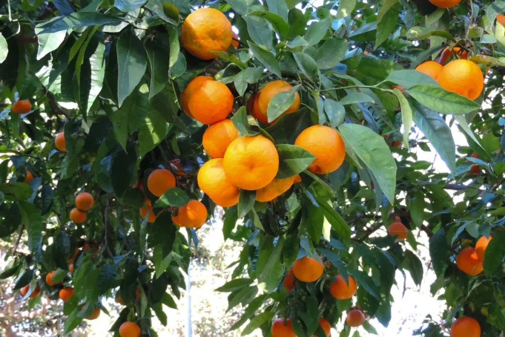 Como Cultivar Ponkan