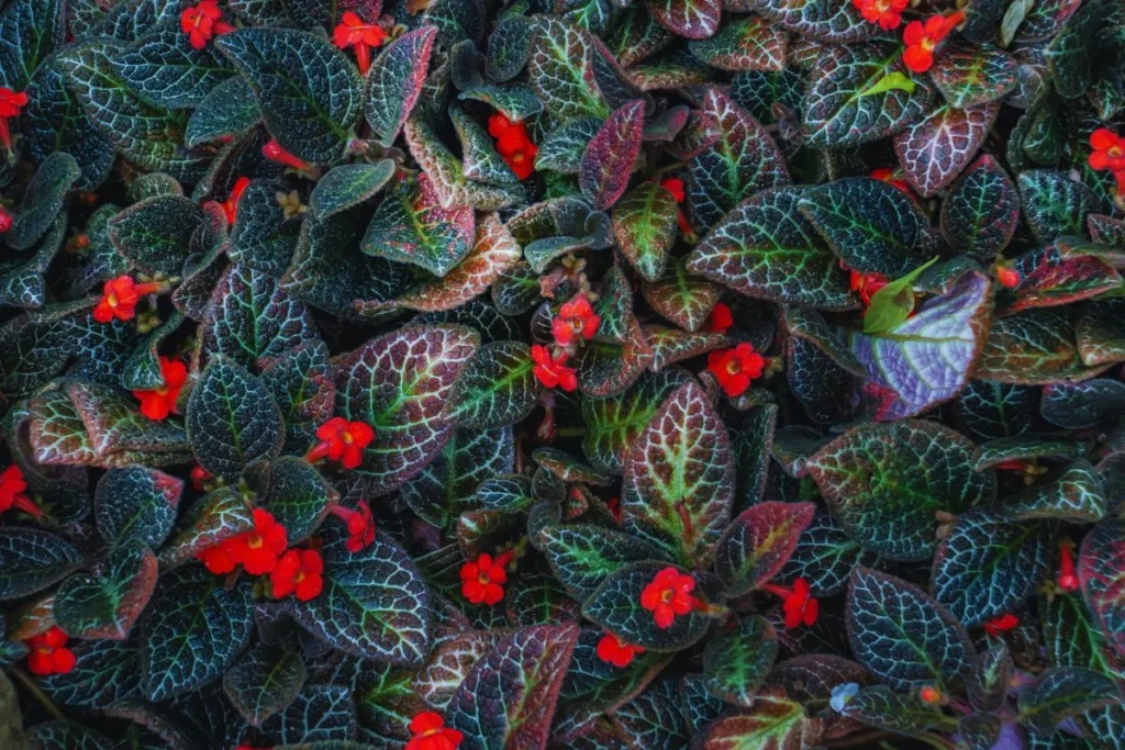 Como Cultivar Tapete de Rainha Episcia cupreata