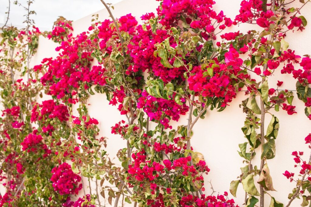 Como cuidar da primavera