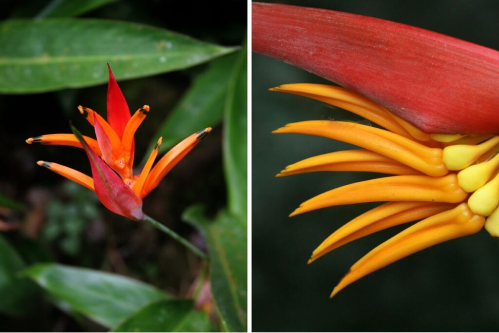 Como Cultivar Helicônia-Papagaio