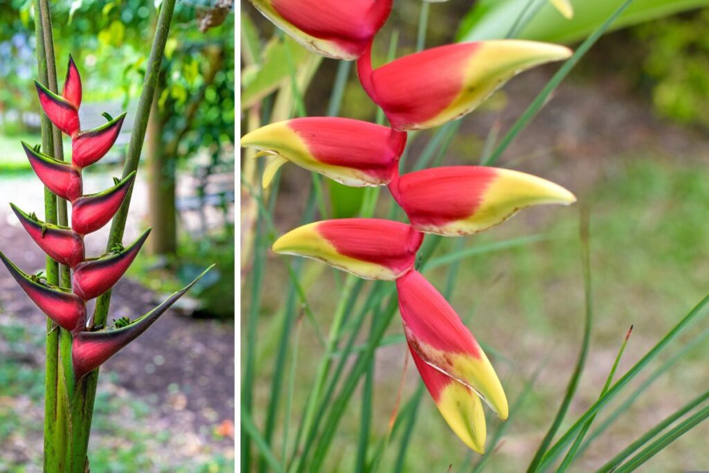 Como Cultivar Helicônia-Papagaio