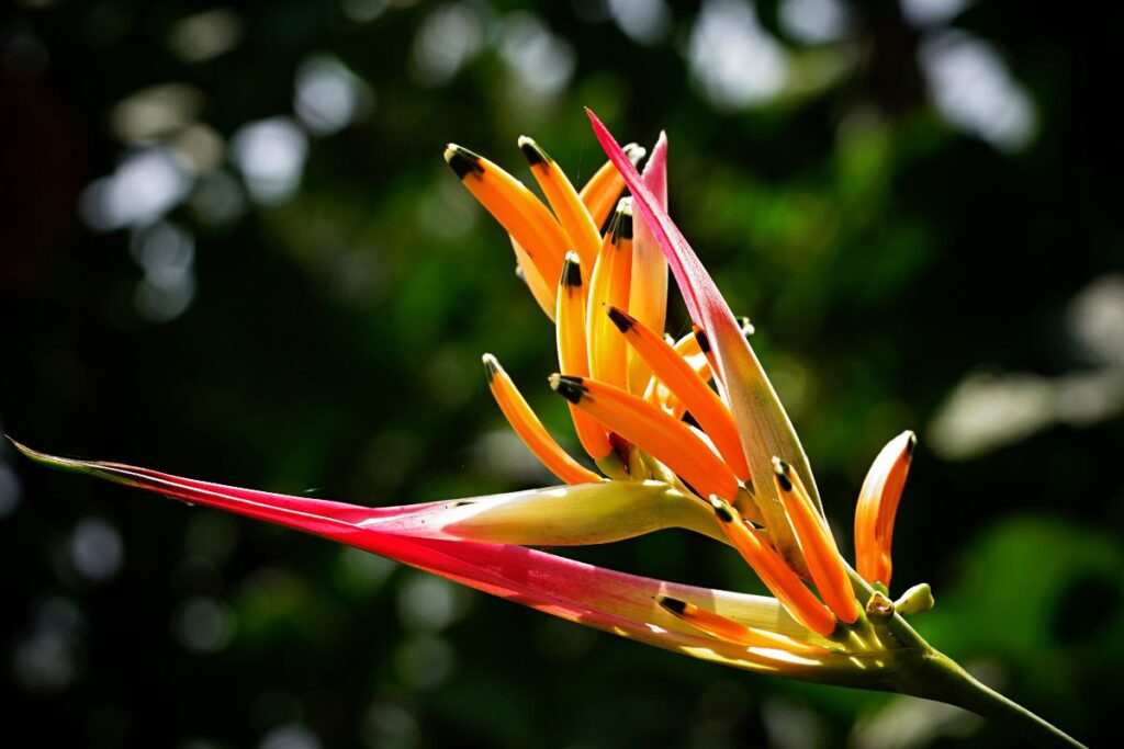 Como Cultivar Helicônia-Papagaio