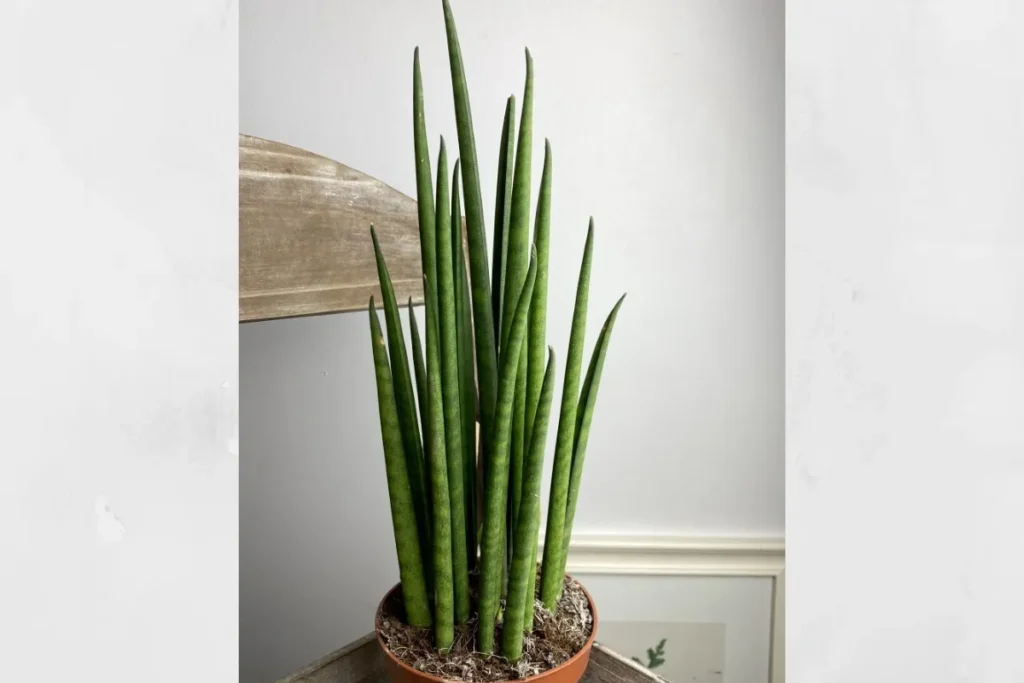 Lança de Ogum Como Cultivar Sanseveria Cylindrica