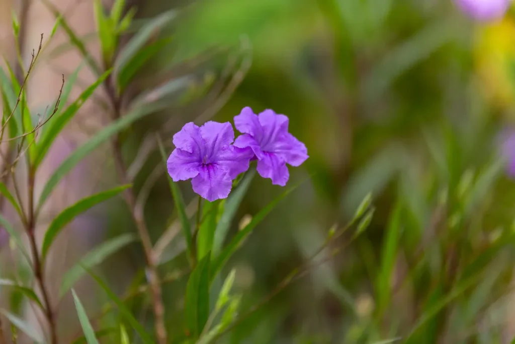 Petúnia Mexicana