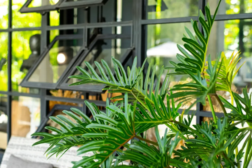 Philodendron Xanadu
