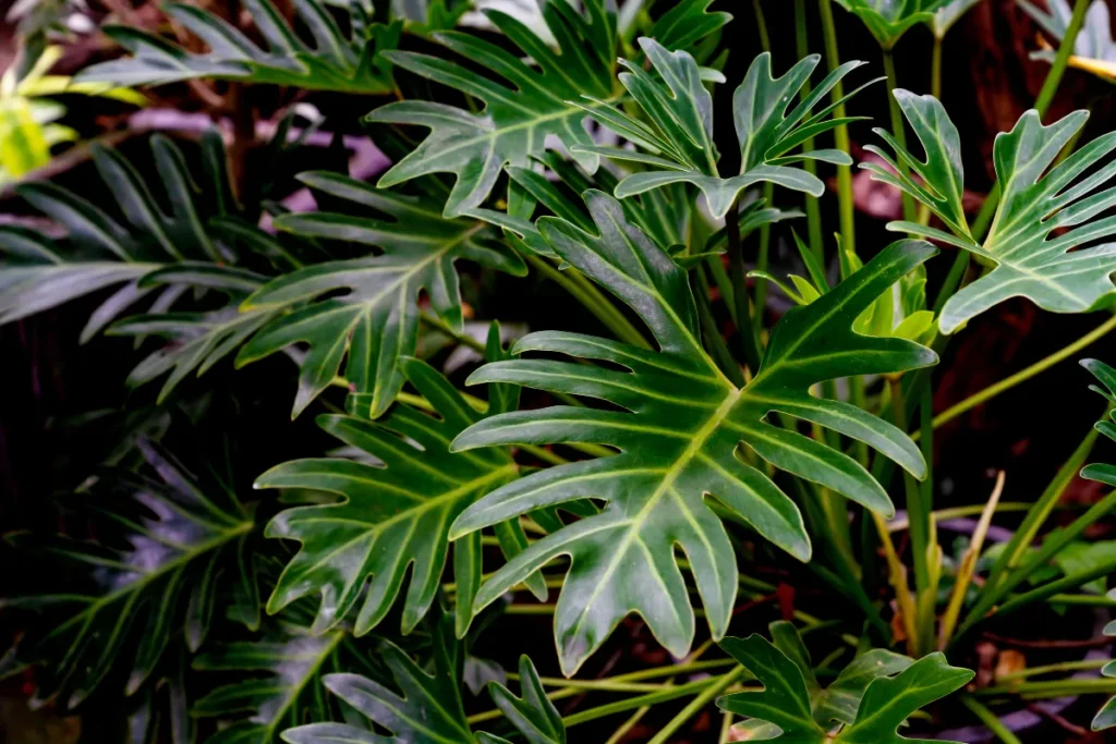Philodendron Xanadu