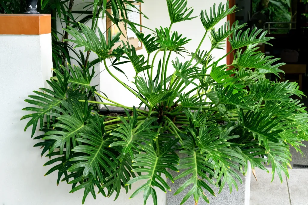 Philodendron Xanadu