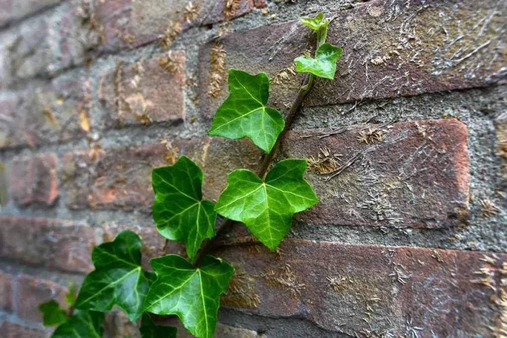 Planta hera