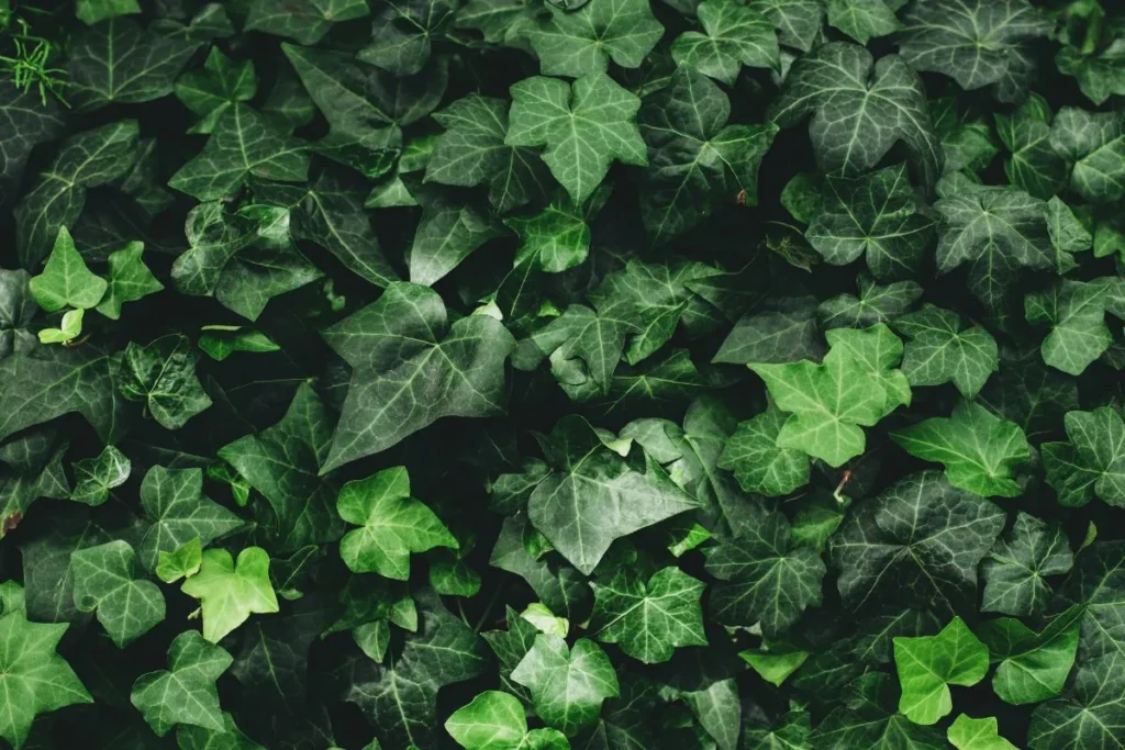 Planta hera