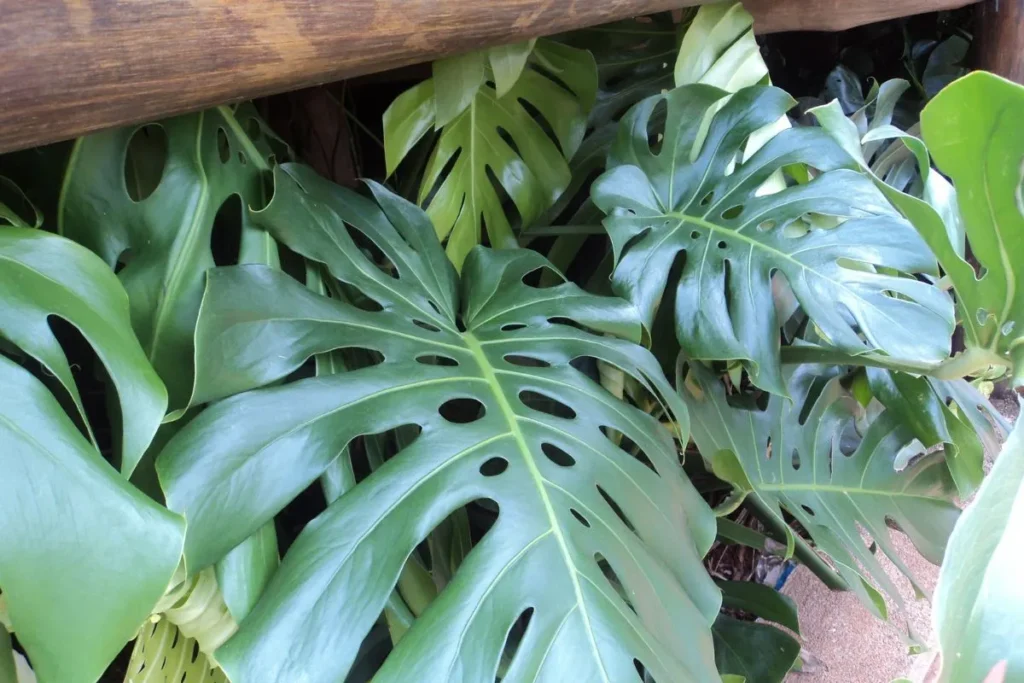 Plantas Para Apartamento Pequeno