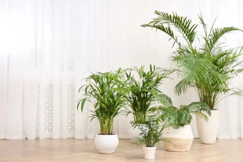 Plantas Para Apartamento Pequeno