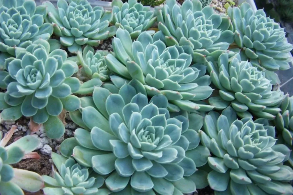 Plantas Para Apartamento Pequeno