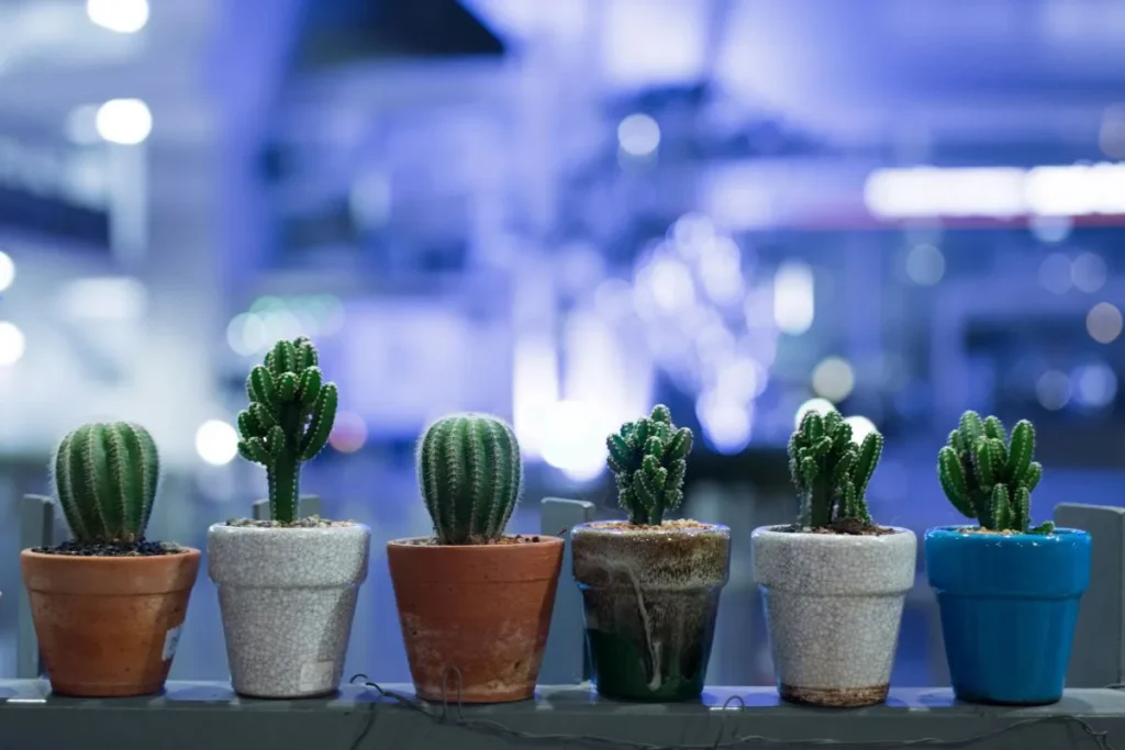 Plantas Para Apartamento Pequeno