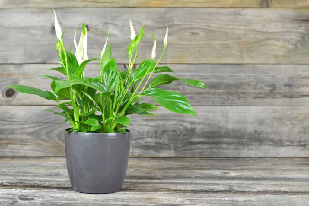 Plantas Para Apartamento Pequeno