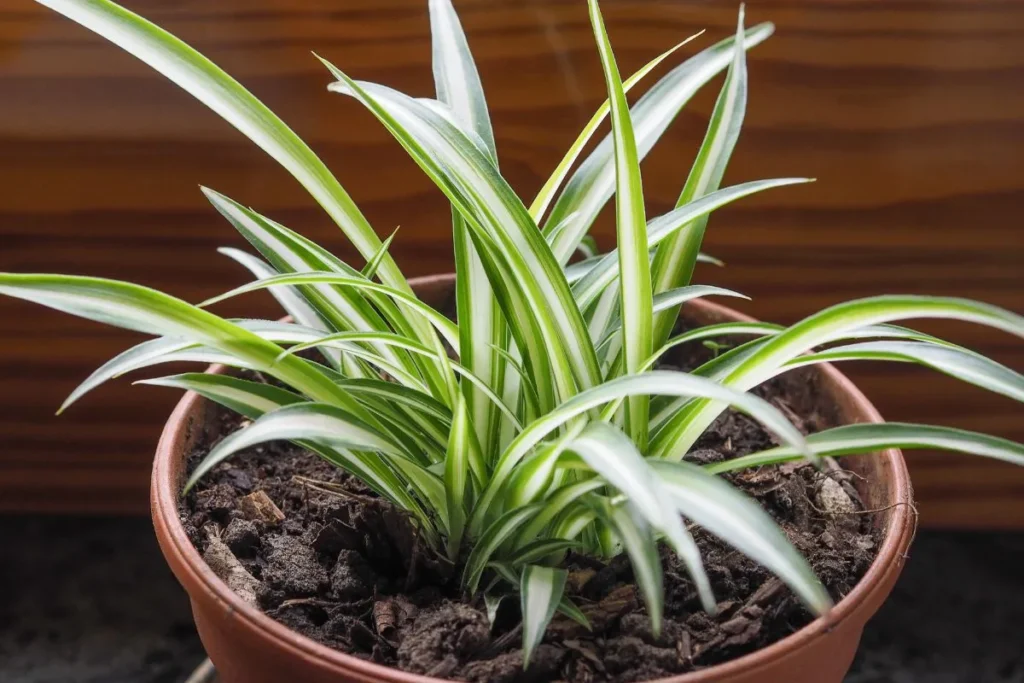 Plantas Para Apartamento Pequeno