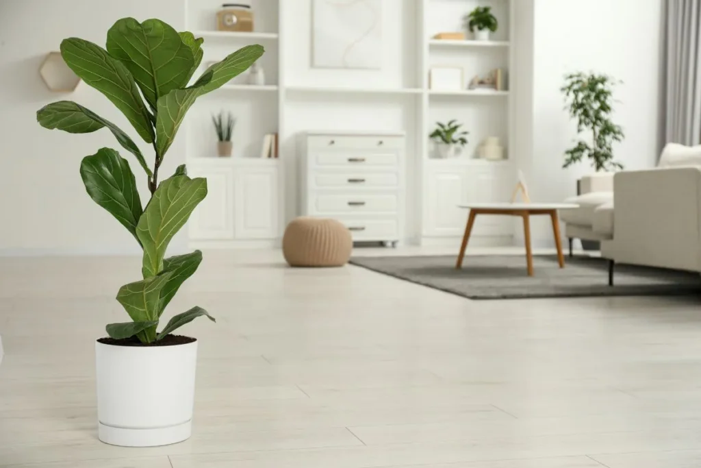 Plantas Para Apartamento Pequeno