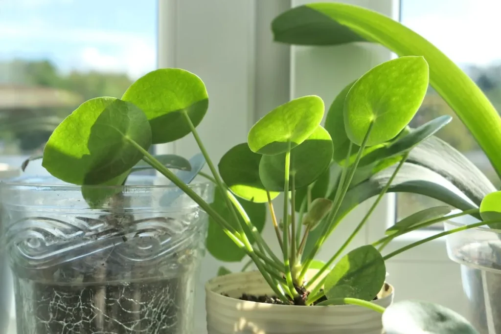 Plantas Para Apartamento Pequeno