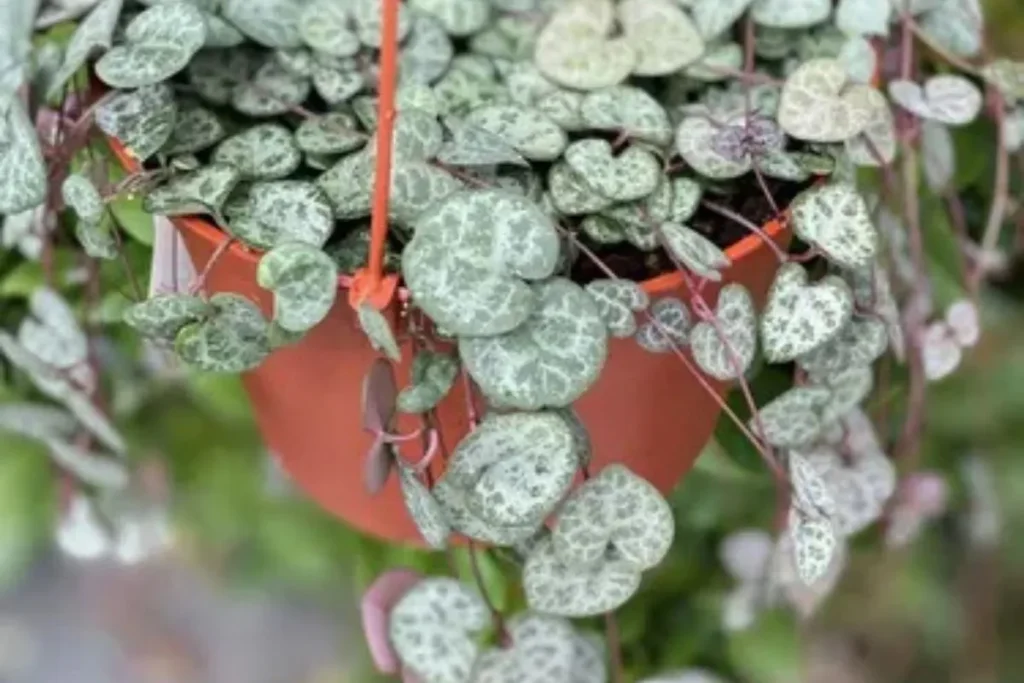 Plantas Para Apartamento Pequeno