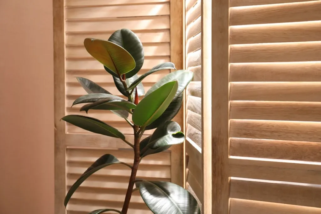 Plantas Para Apartamento Pequeno