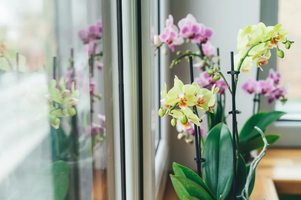Plantas Para Apartamento Pequeno
