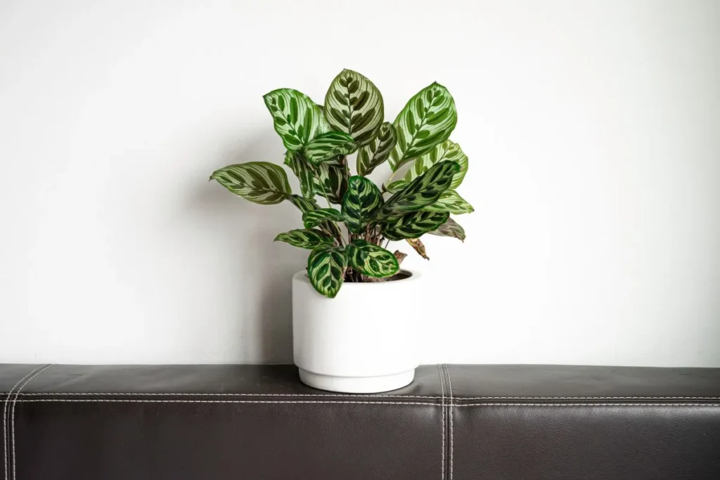 Plantas Para Apartamento Pequeno
