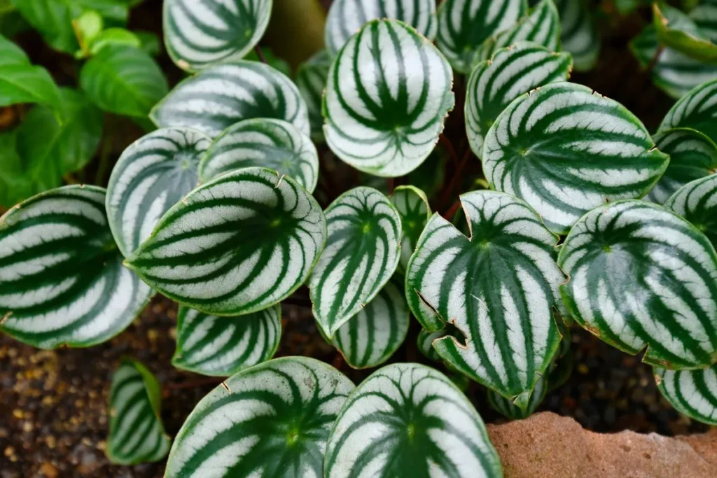 Plantas Para Apartamento Pequeno