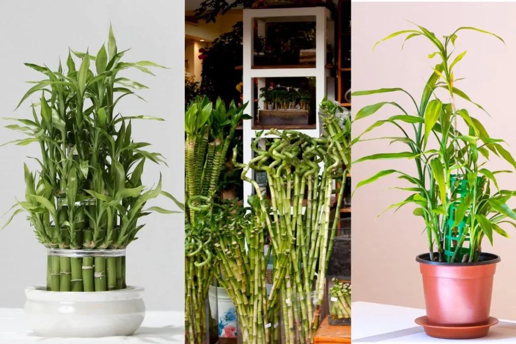 Plantas Para Apartamento Pequeno