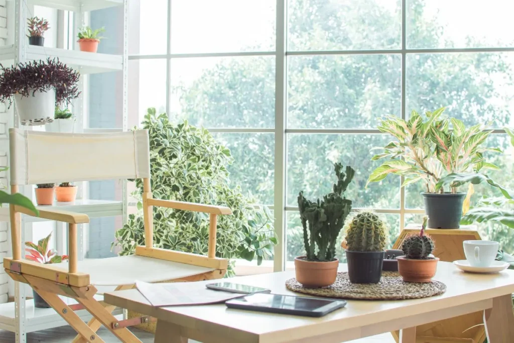 Plantas Para Apartamento Pequeno