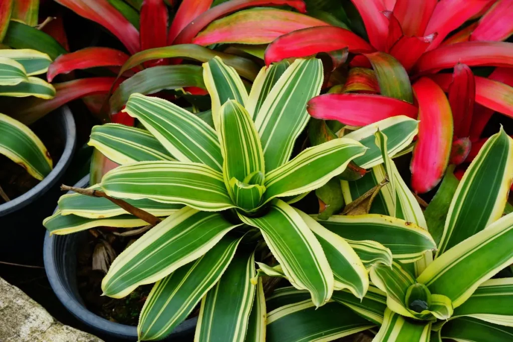 Plantas Para Apartamento Pequeno