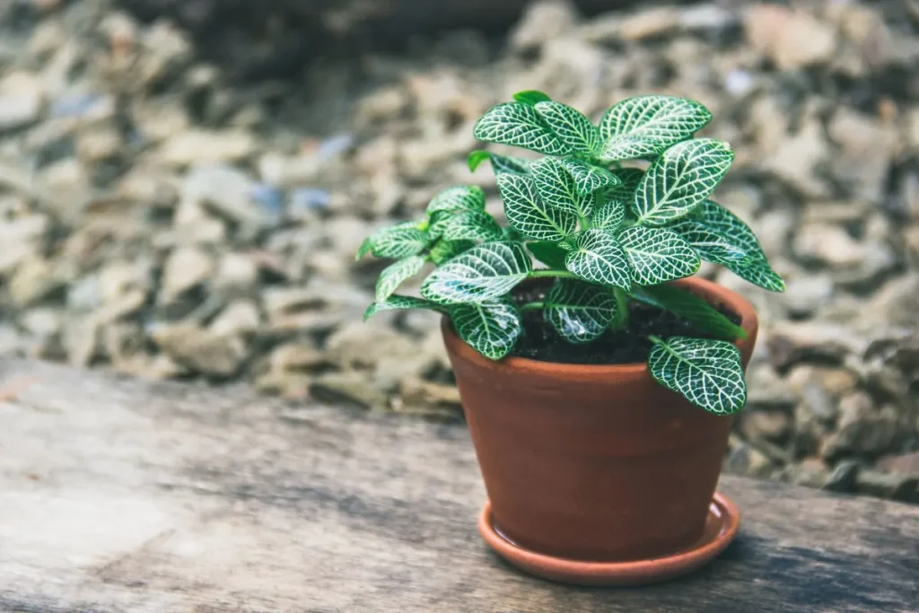 Plantas Para Apartamento Pequeno