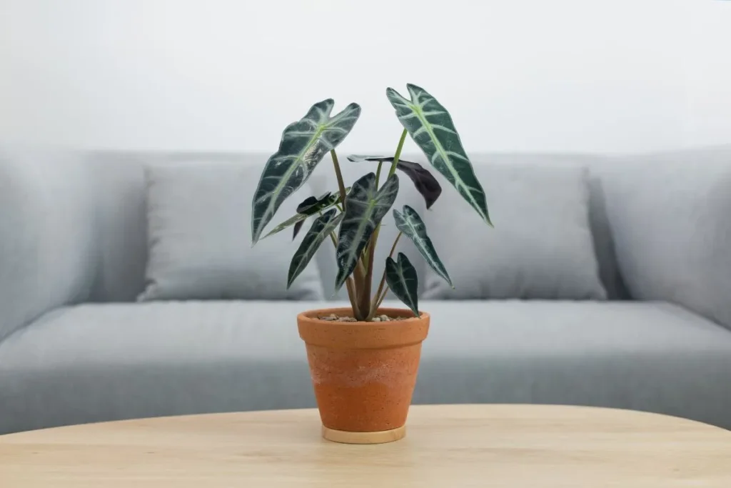 Plantas Para Apartamento Pequeno