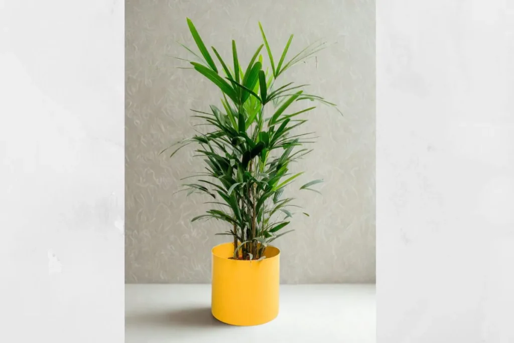 Plantas Para Apartamento Pequeno