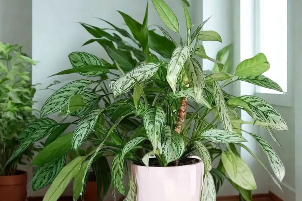 Plantas Para Apartamento Pequeno