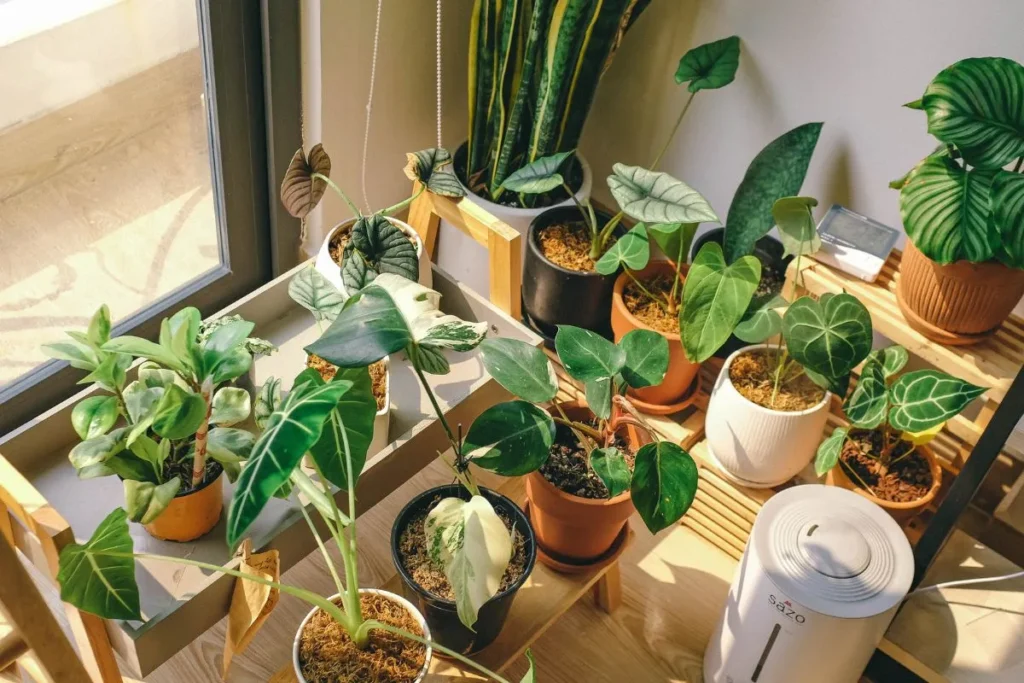 Plantas Para Apartamento Pequeno