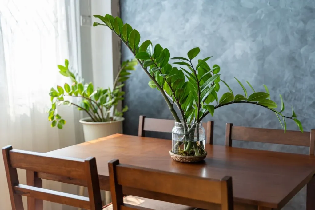 Plantas Para Apartamento Pequeno