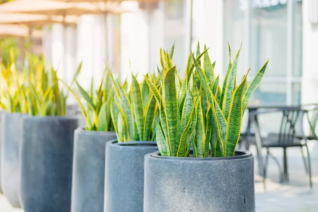 Plantas Para Apartamento Pequeno
