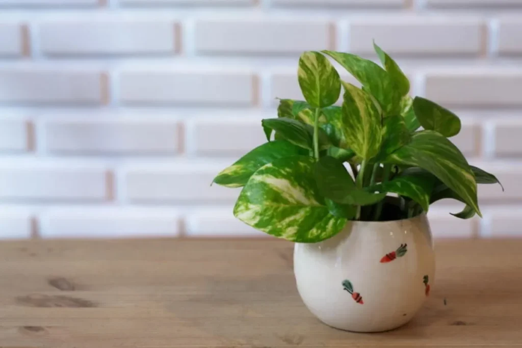 Plantas Para Apartamento Pequeno