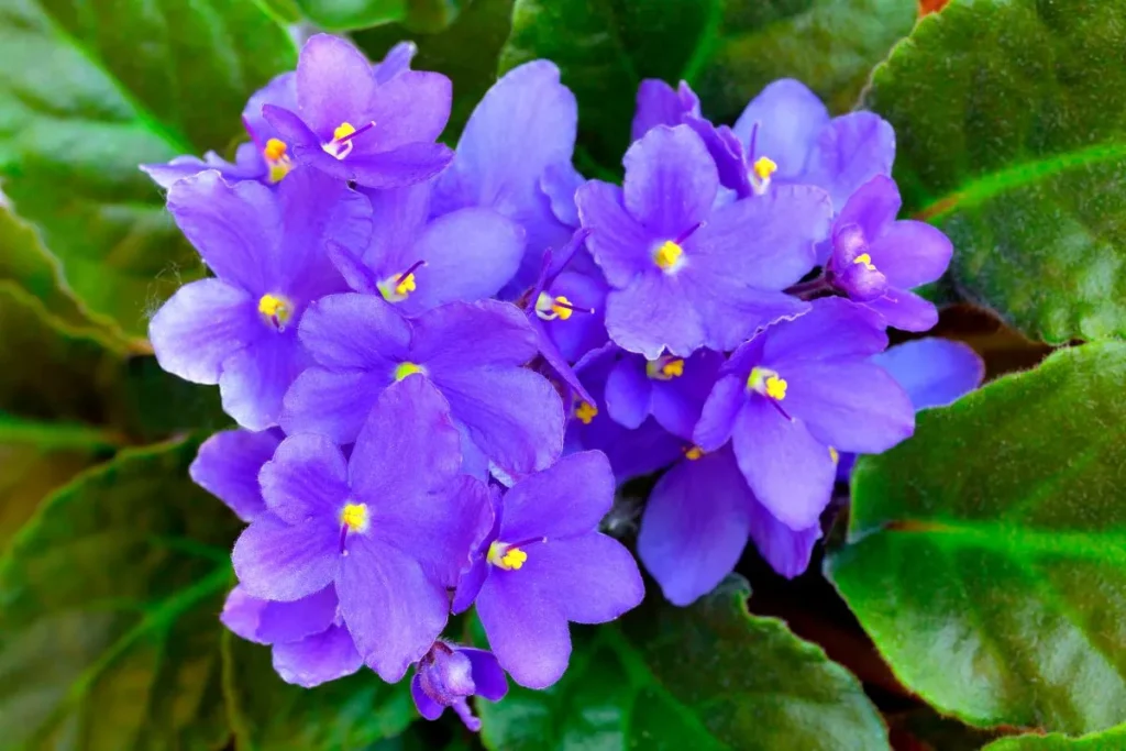 Plantas Para Apartamento Pequeno