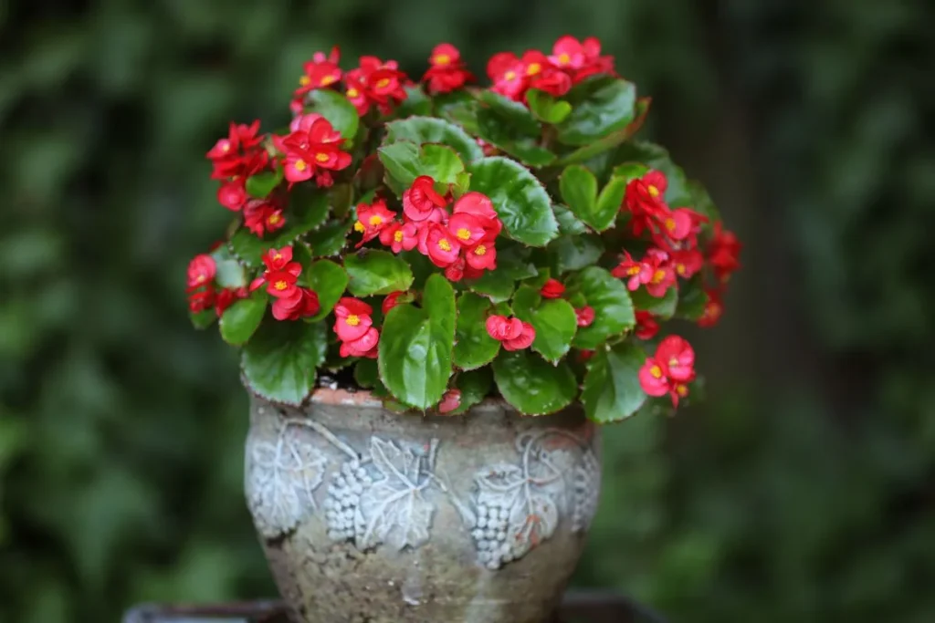 Plantas Para Apartamento Pequeno