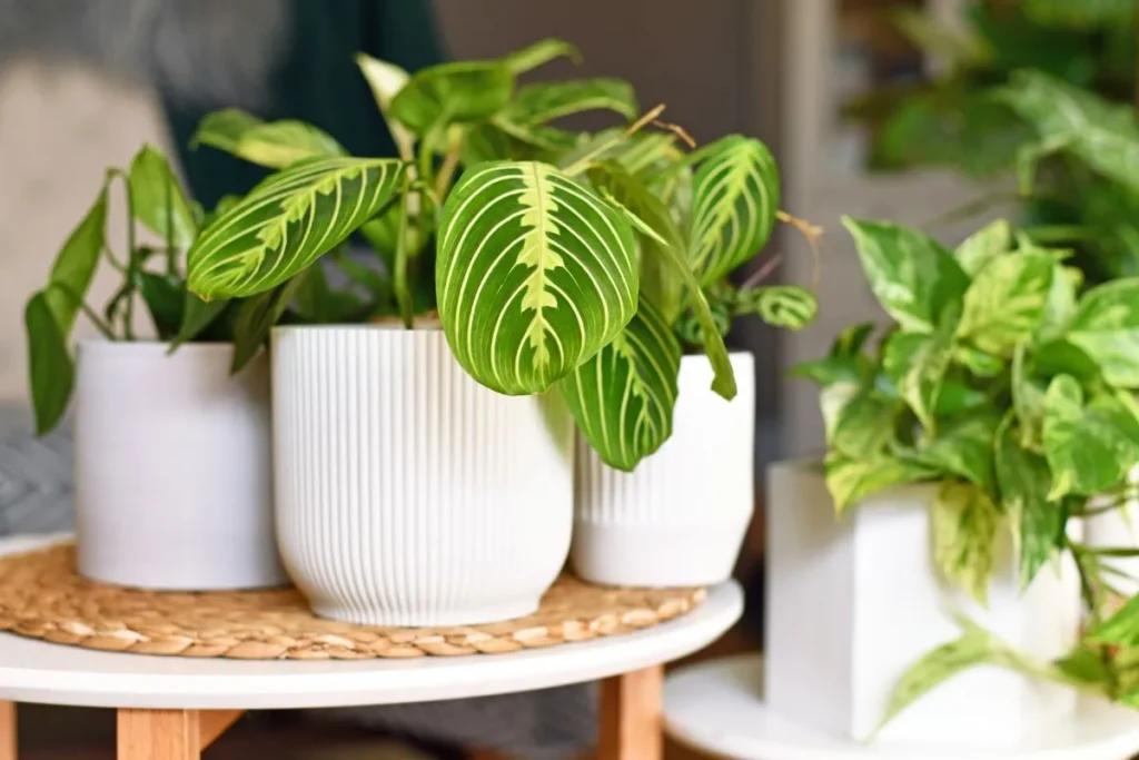 Plantas Para Apartamento Pequeno