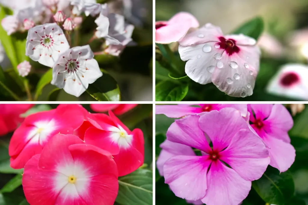 como cultivar vinca